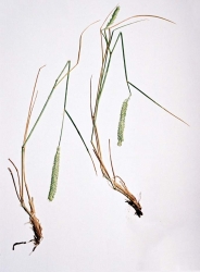 Hycrest Wheatgrass