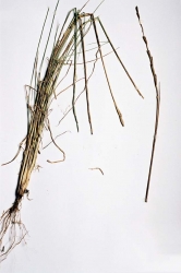 Tall Wheatgrass
