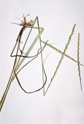 Intermediate Wheatgrass