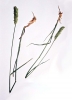 Wheatgrass, Crested
