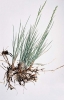 Wheatgrass, Thickspike