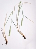 Wheatgrass, Hycrest
