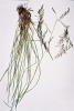 Tufted Hairgrass