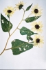 Sunflower, Annual