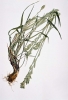 Ryegrass, Perennial