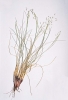 Indian Ricegrass
