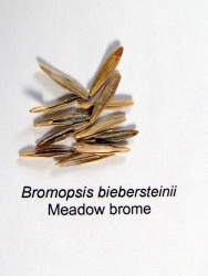 Meadow Bromegrass Seed