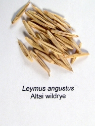Altai Wildrye Seed