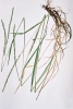Wheatgrass, Slender